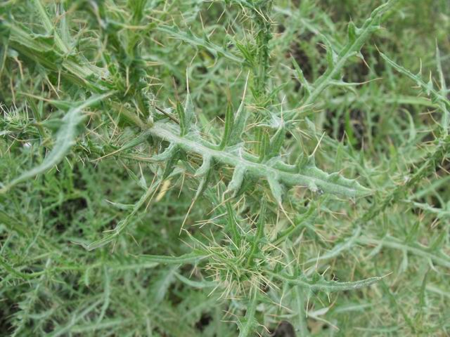 Cirsium creticum subsp. triumfetti / Cardo cretese